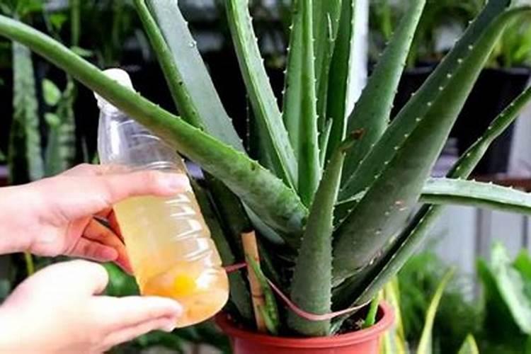 种大蒜用硫酸钾还是氯化钾好？