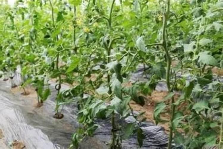 种植麻山药,出苗以后如何进行田间管理,可以促进丰产丰收？