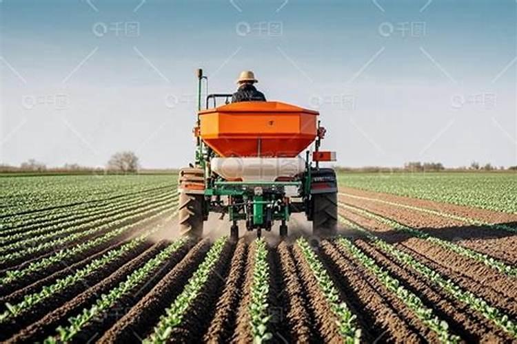 富源花魔芋种植需要注意什么