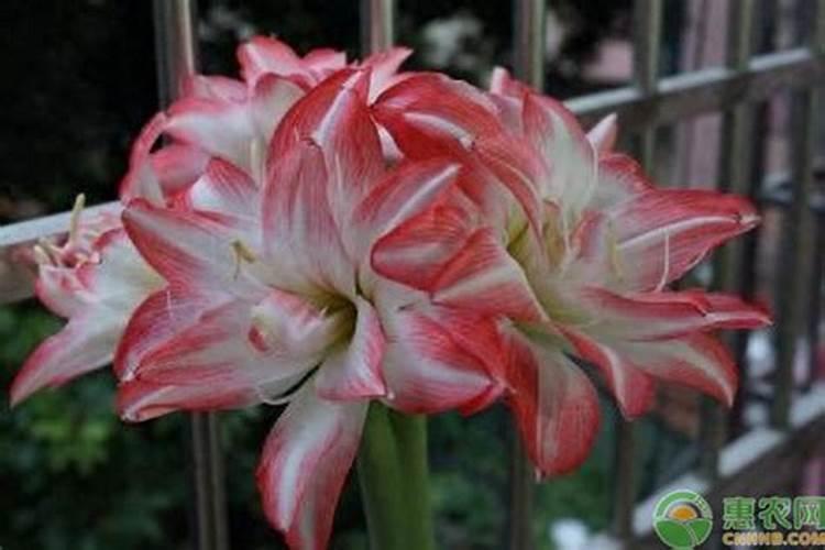 橡皮树施什么肥最好