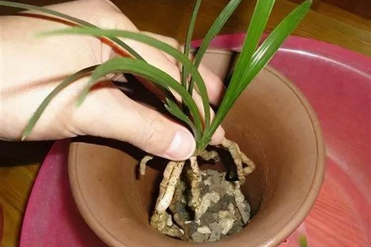 养兰花用什么肥料最好