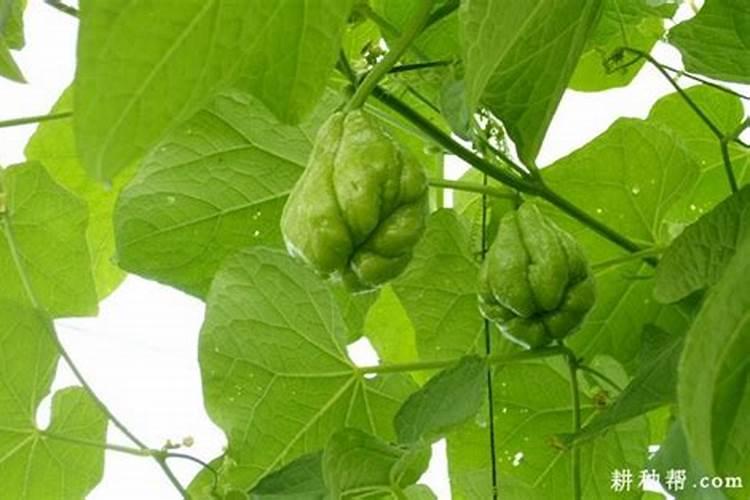 佛手瓜种植的时间和方法？