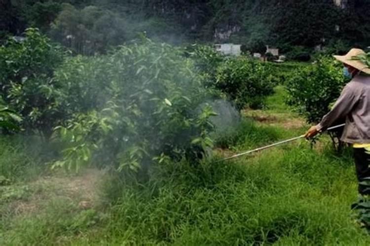 苦瓜打什药叶肥厚好