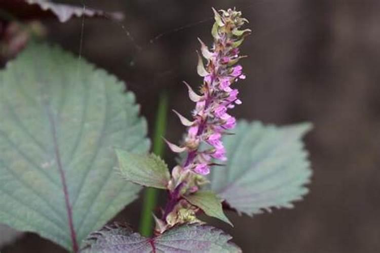 甘蔗皮可以做肥料吗 甘蔗渣可以直接做肥料吗