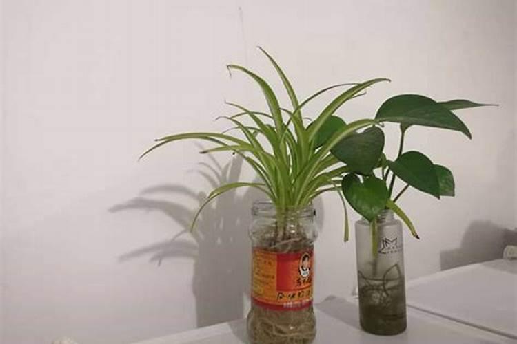 阳台水培菜需什么肥