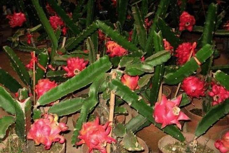 氮肥对果树的作用