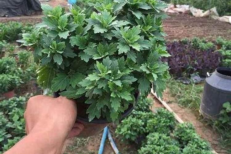 复合肥养花怎么使用正确