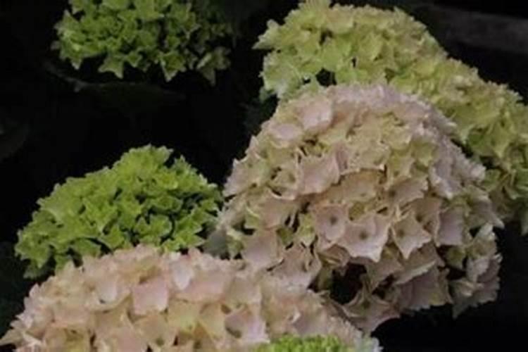 绣球花底肥放什么肥好 底肥施用方法