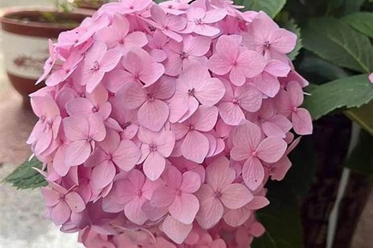 绣球花施什么肥