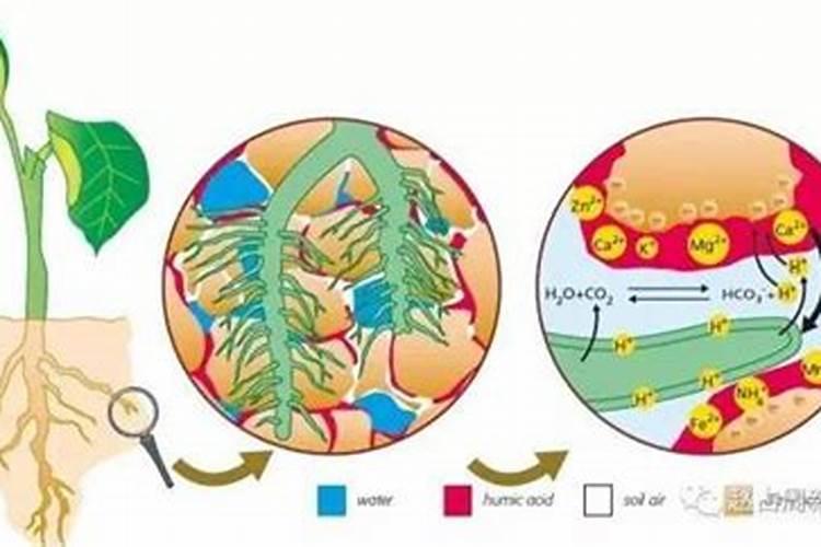小麦颗粒硼肥能高产吗？