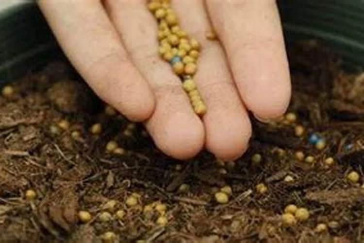 在养花时如何使用磷肥 养殖花使用磷肥的方法