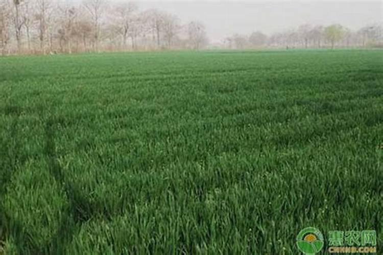 冬小麦什么时候追肥最好