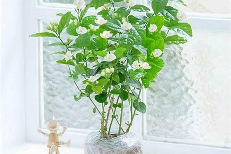 朱紫快龙多重鳞片特性怎么得