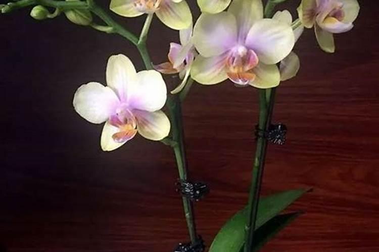 蝴蝶兰长花剑怎么施肥