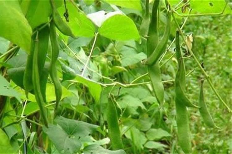 菊芋的栽培方法