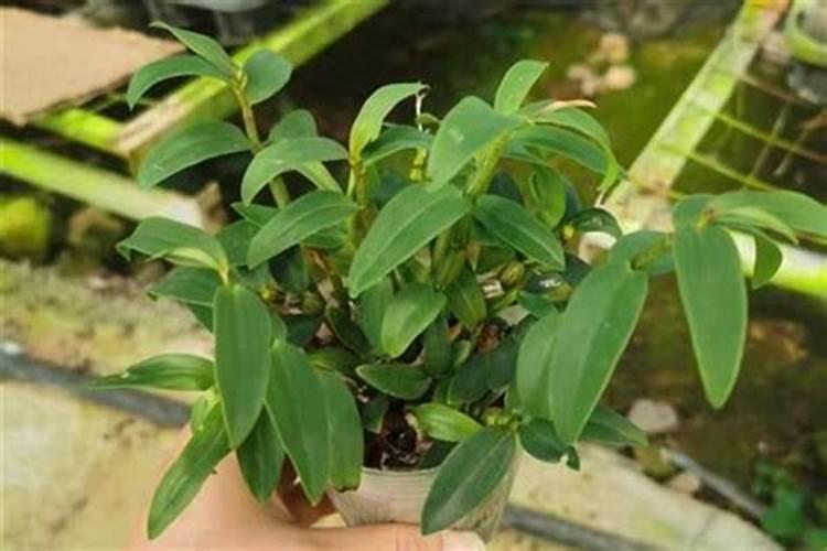 为什么花刚移栽进花盆中不能晒太阳,这种说法对吗