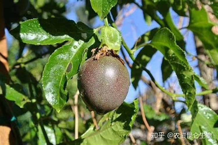 百香果能用磷酸二氢钾喷吗