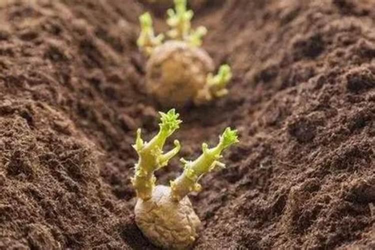 水磨星月菩提和干磨星月菩提啥区别