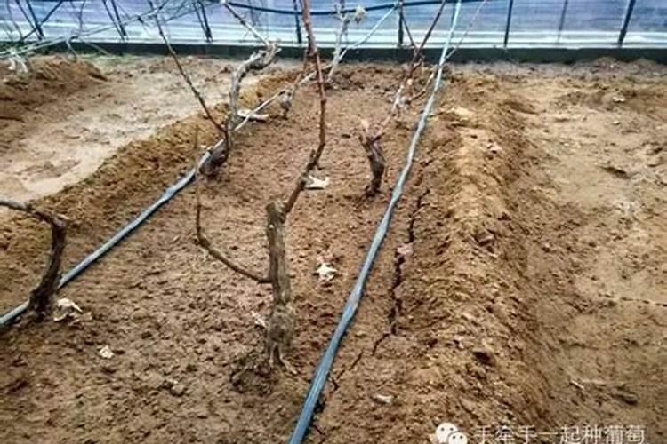 蟹爪莲长花苞后怎么浇水,如何多长花苞