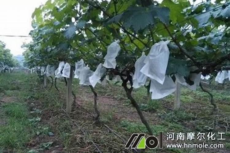 膨大水溶肥几天见效