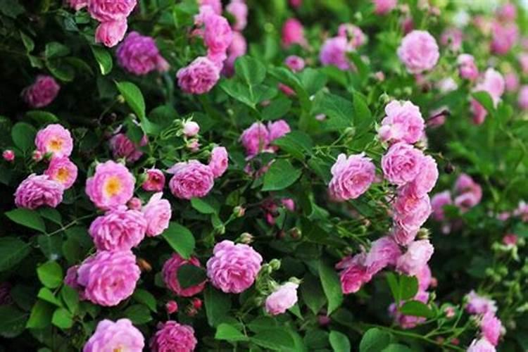 蟹爪兰使用什么肥