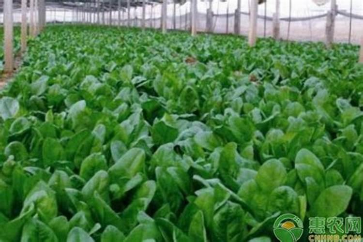 常用化肥的名称和作用有哪些？