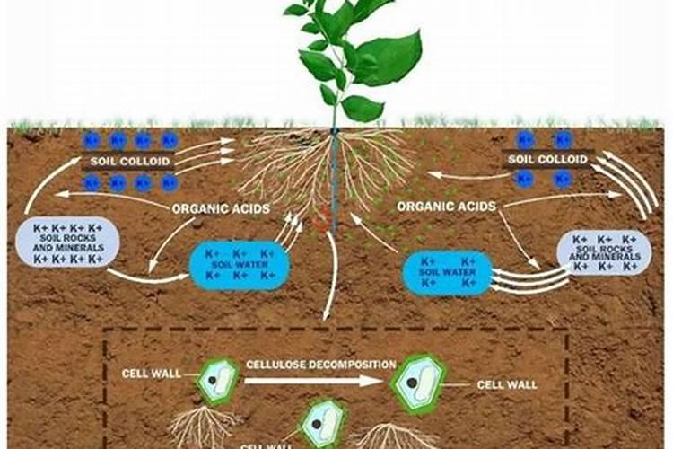 番茄坐果后怎样施肥？西红柿叶面肥喷施注意什么？
