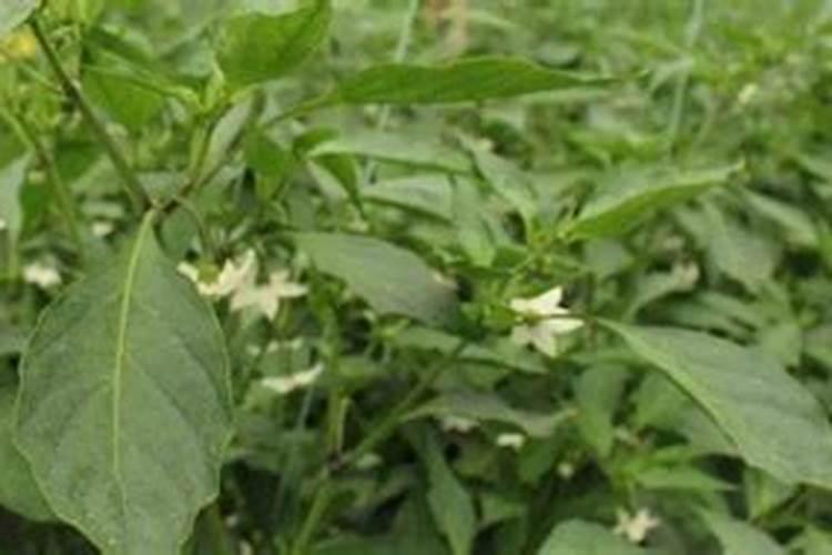 种植辣椒施什么肥好 种辣椒用什么肥料