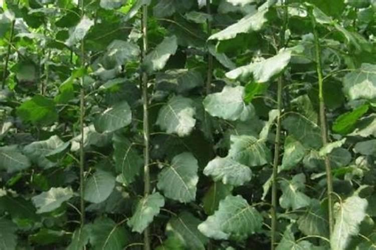 当年栽的杨树施肥时间？