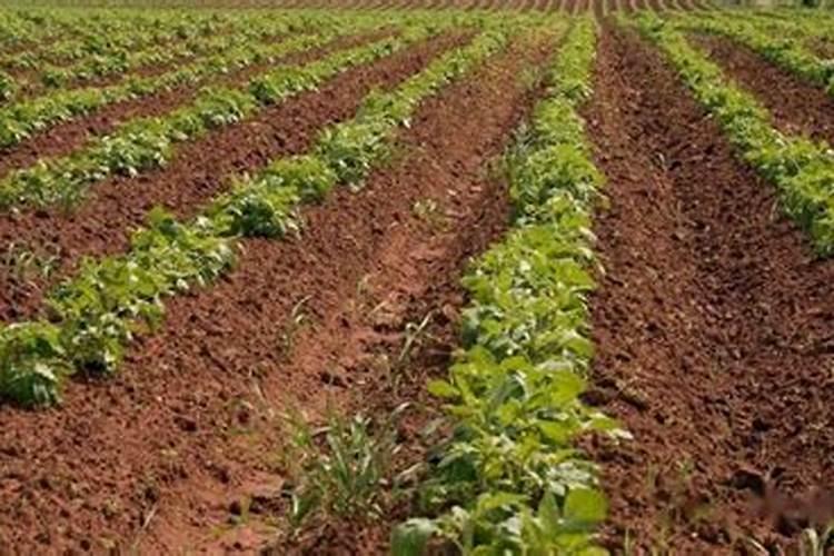 种红薯如何使用钾肥