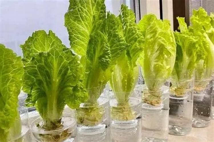家养水葫芦需要注意哪些问题？