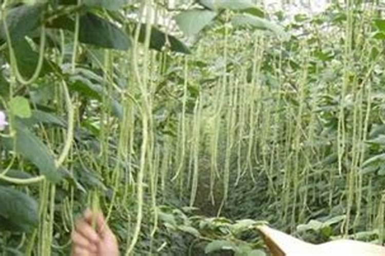 豆角追肥用什么肥料好
