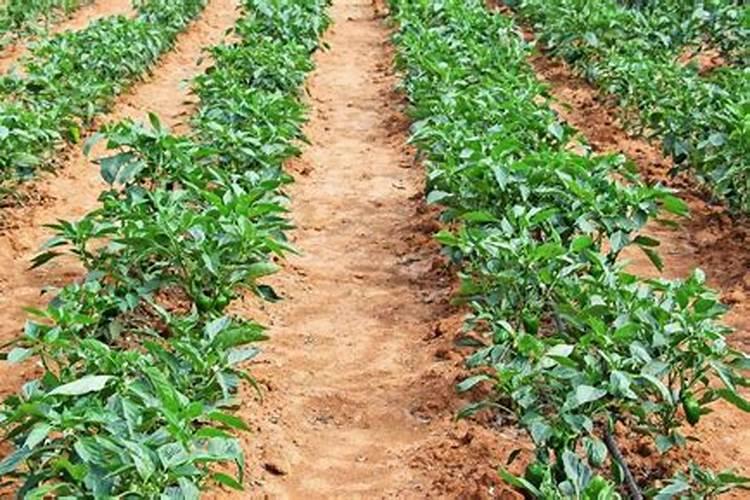 辣椒苗怎样浇水和施肥