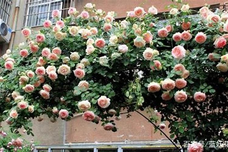 碗莲一般栽多少天施肥