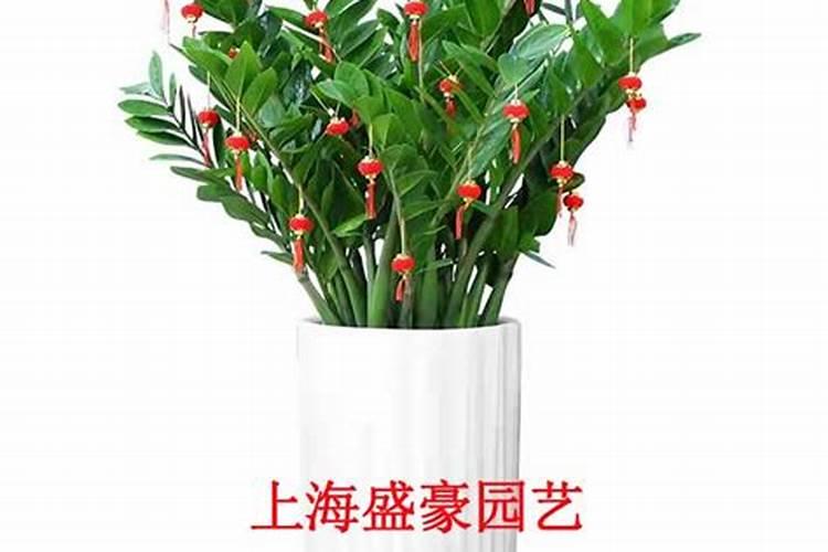 金钱树施什么肥最好