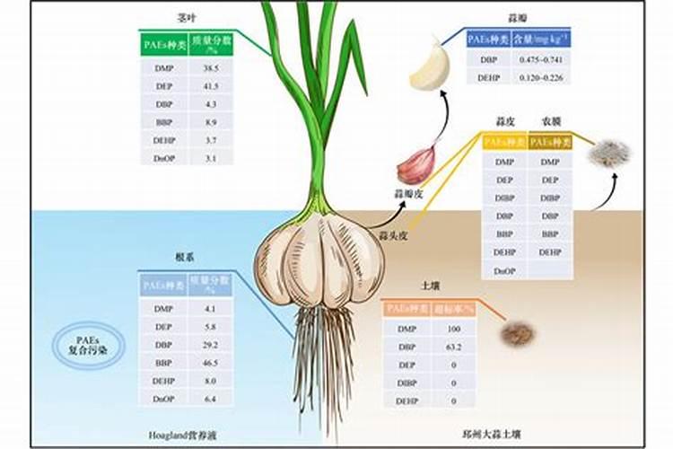 大蒜专用什么肥料