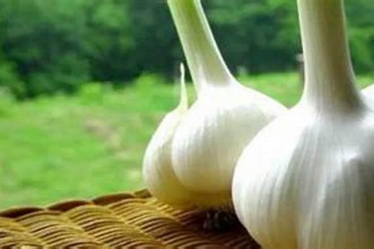 大蒜专用什么肥料