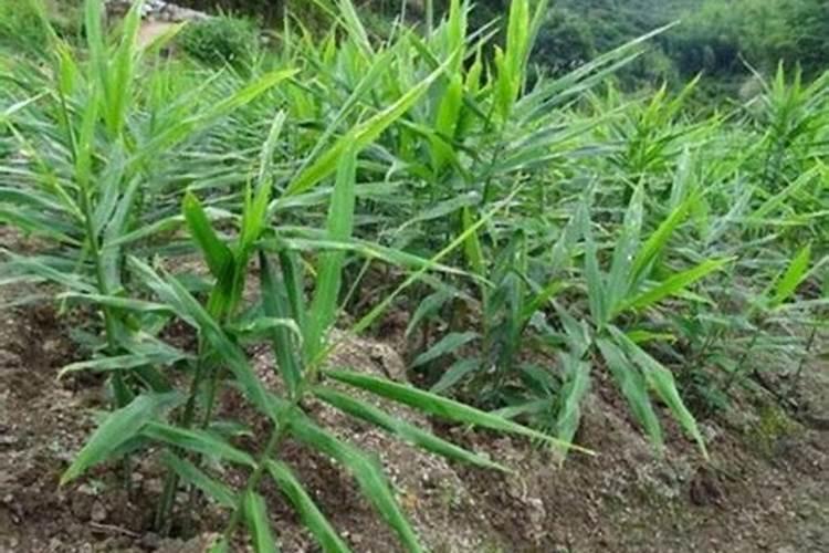 生姜追肥用什么肥料好