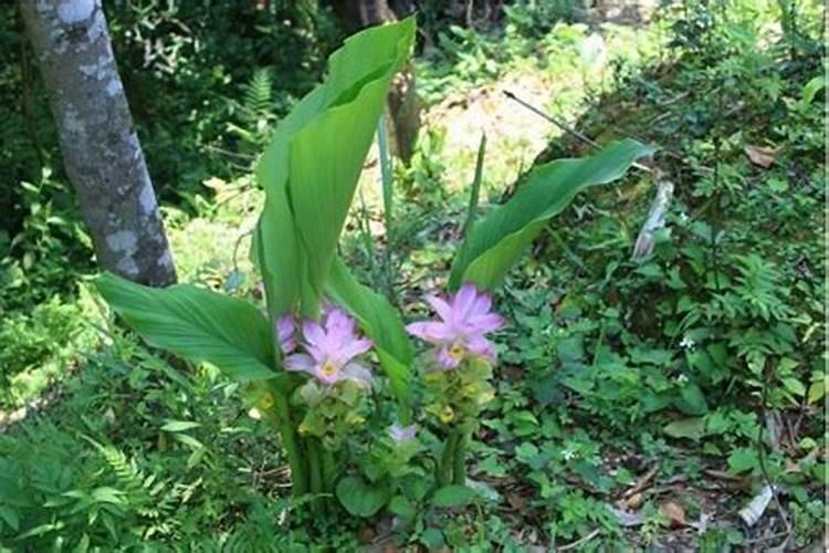 莪术用什么肥料高产 莪术的种植方法