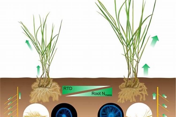 草坪施尿素一亩地多少