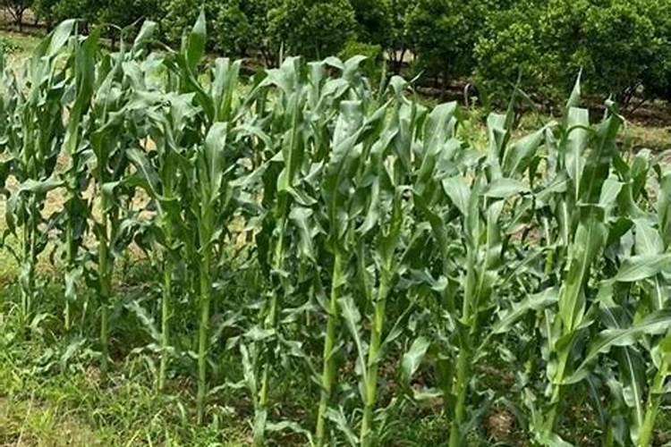 玉米授粉时能不能充肥？