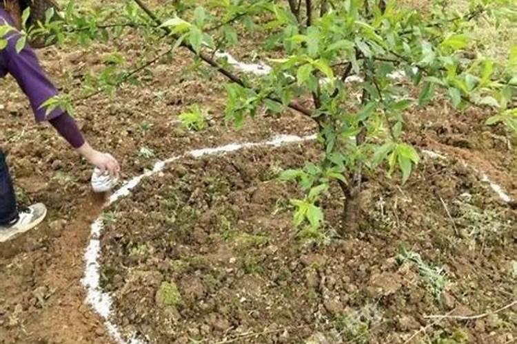 日本甜柿的种植方法日本甜柿栽培方法