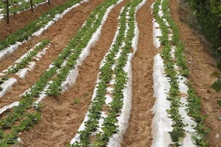 内蒙古葵花种植施肥方法