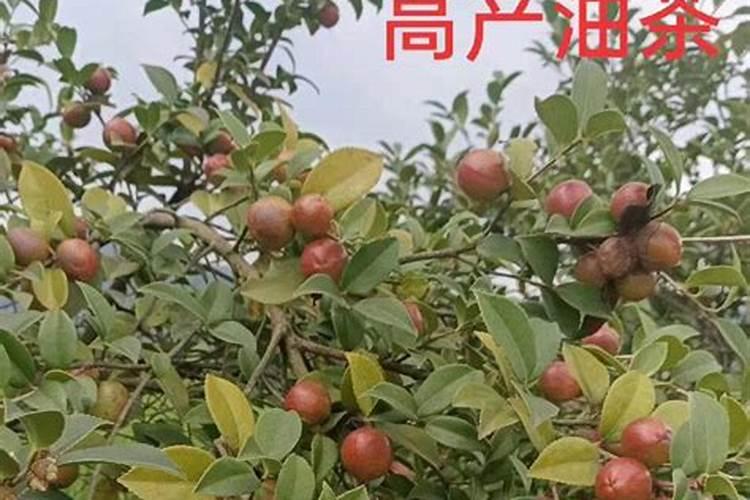 红掌需要施什么肥