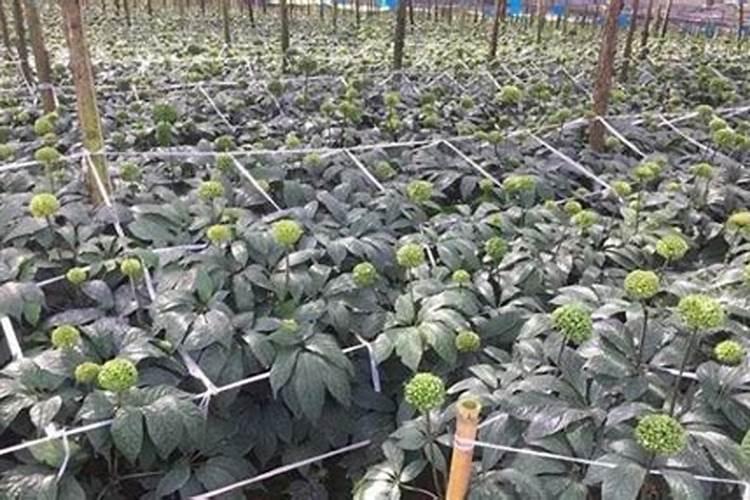 高钾肥料有哪些