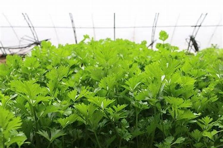 中国十大名牌肥料排名有哪些,山东复合肥十大名牌