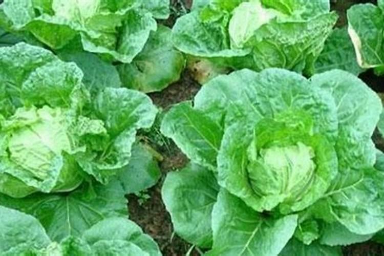 芸苔素使用有什么禁忌 如何合理使用