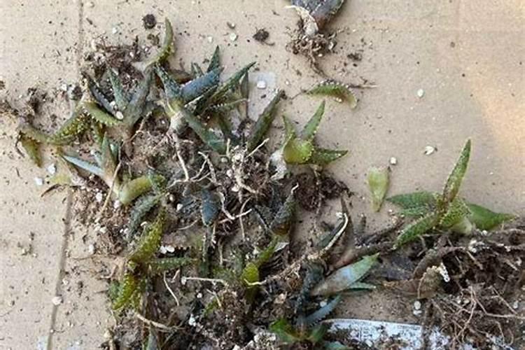 法师多肉叶心黑了怎么回事 处理方法是什么