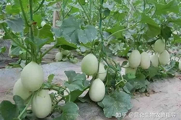 老师你好甜瓜病毒病有啥特效药