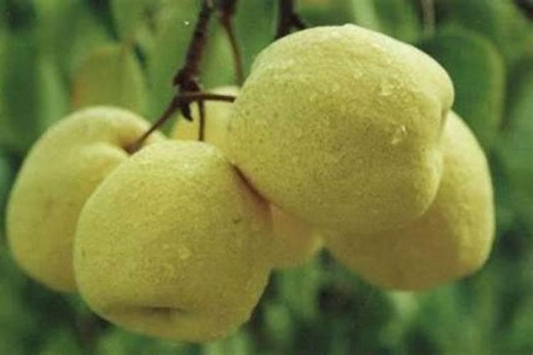种植梨不甜的话怎么让梨变甜呢